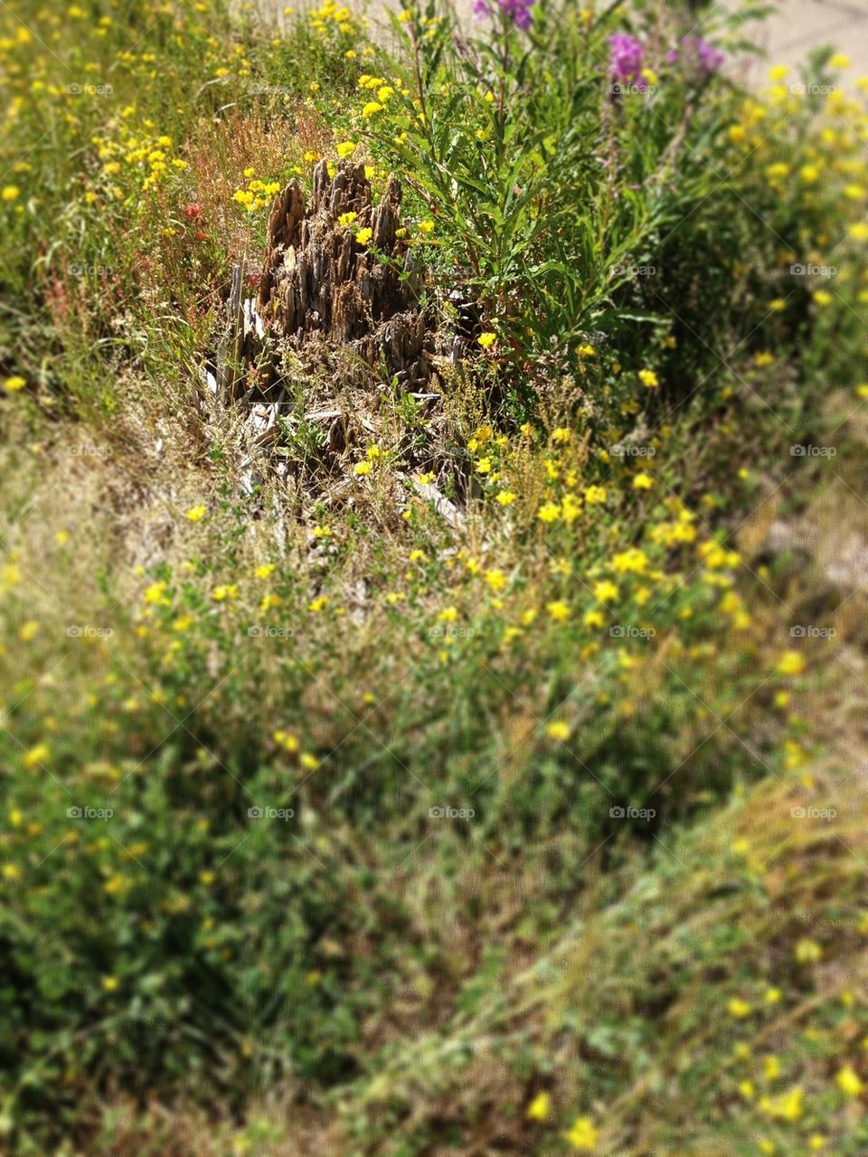 Stump 20 years after the volcano