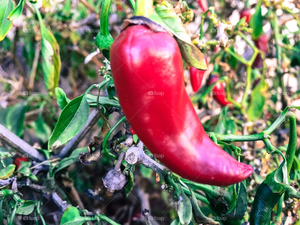 Chile chilli peppers red and green on the bush plant