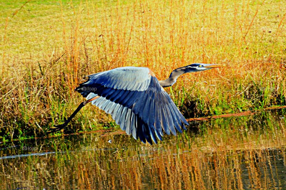 Great Blue Heron 