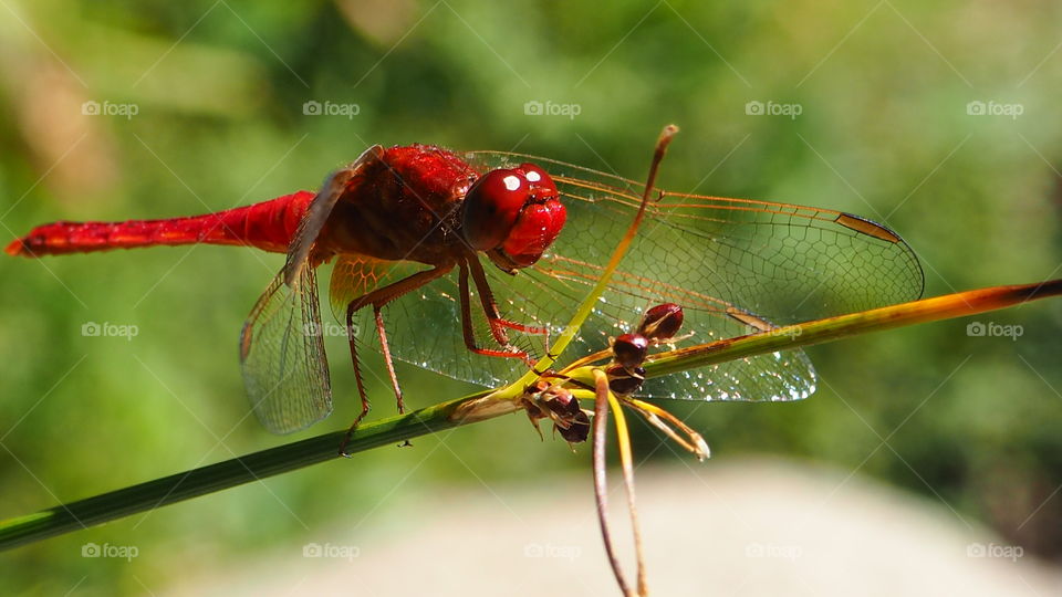 A red dragonfly