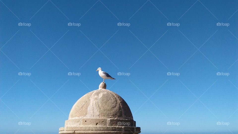 beautiful seagull on high minaret .