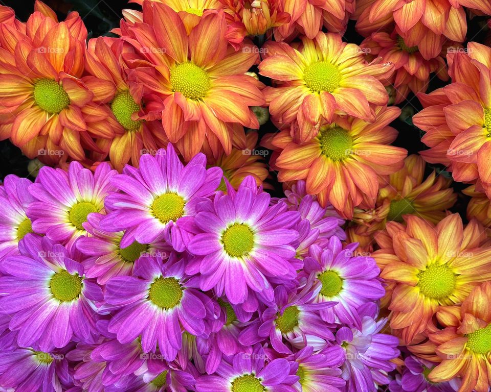 Purple and orange mums