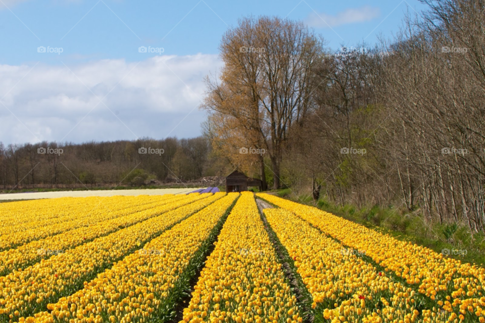 Flower fields