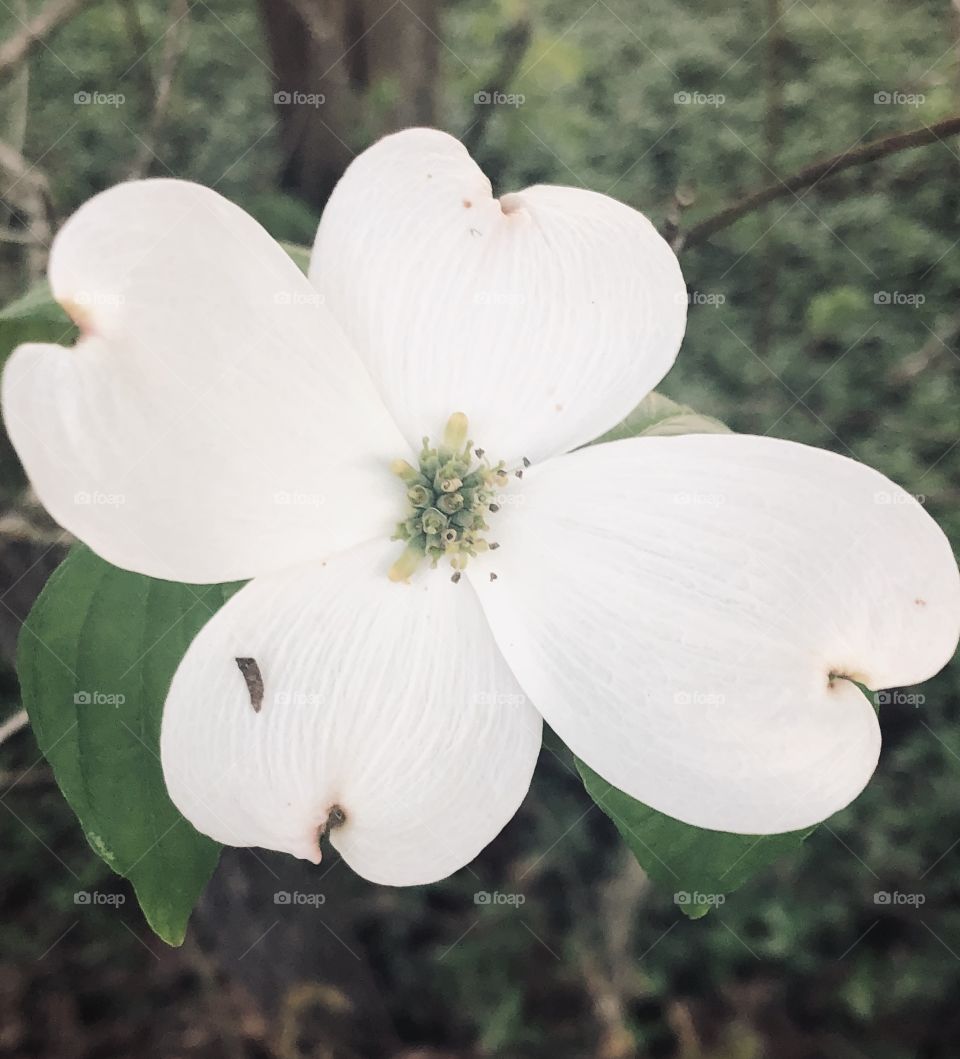 White flower 🌸