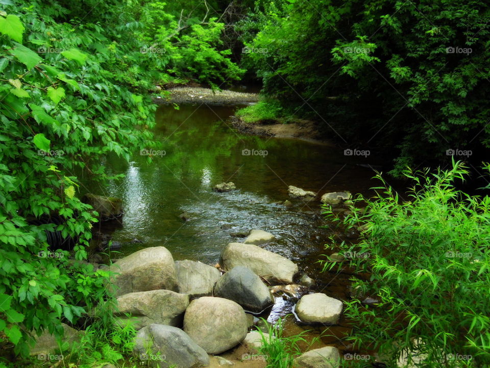 A creek in the summer surrounded by greenery
