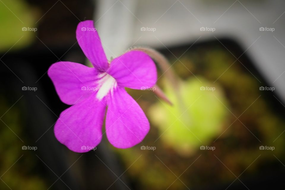 Pinguicula 