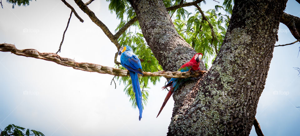 Red and blue parrot
