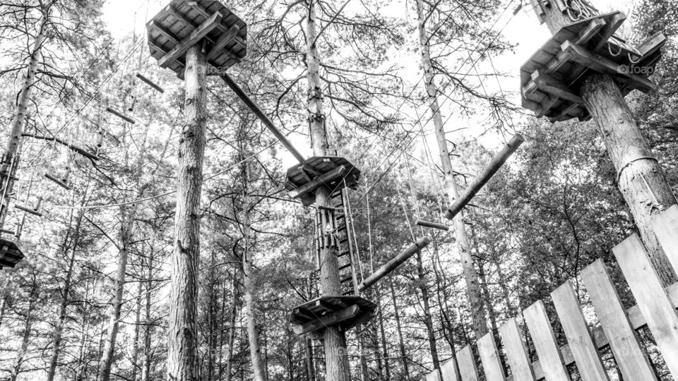 Tree Walkway. Tree Walkway