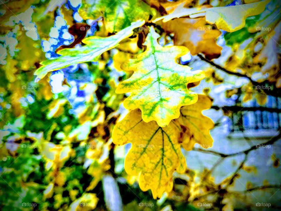 Autumn.Leaf