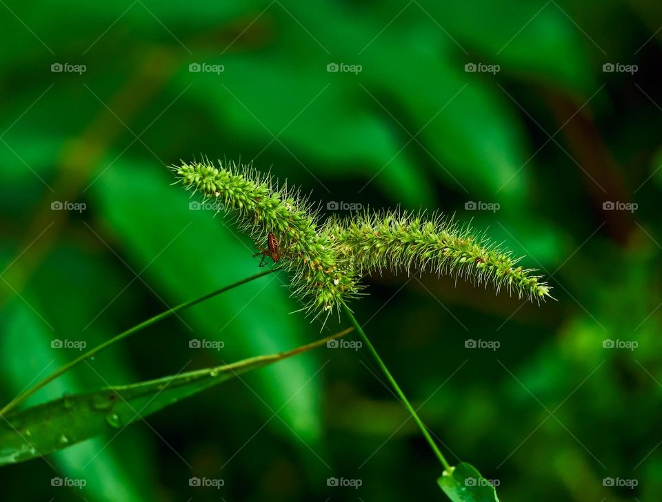 Fox tail millet grass - backyard garden