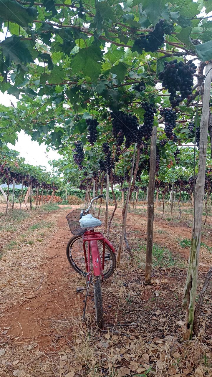 bicycle in the vineyard
