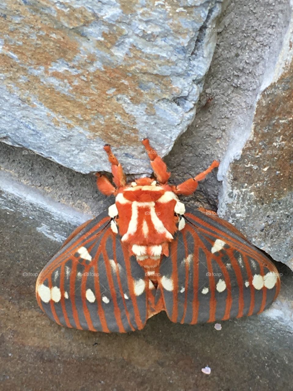 Breathtaking! This moth is so incredible. We saw so many different kinds of moths while on vacation at Lake Lure