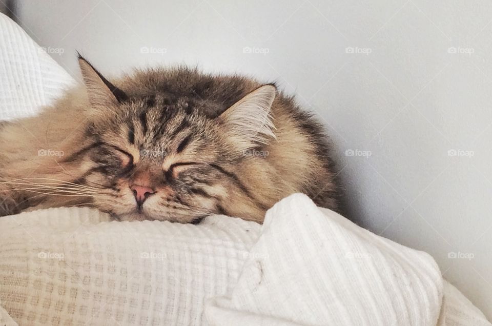 Close-up of a sleeping cat