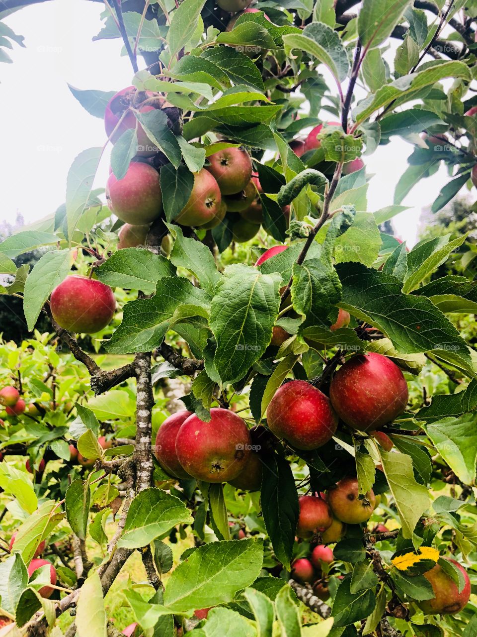Apple tree bursting with red apples.