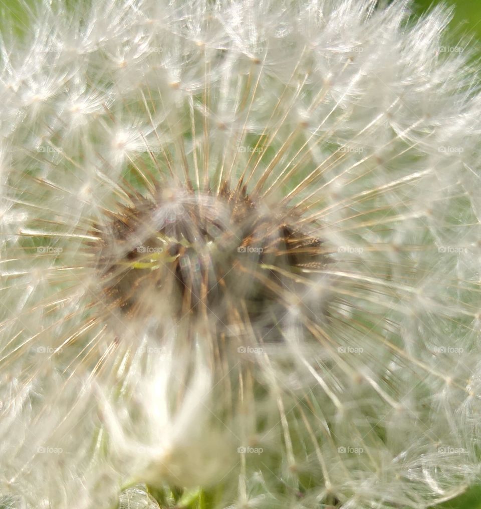 dandelion