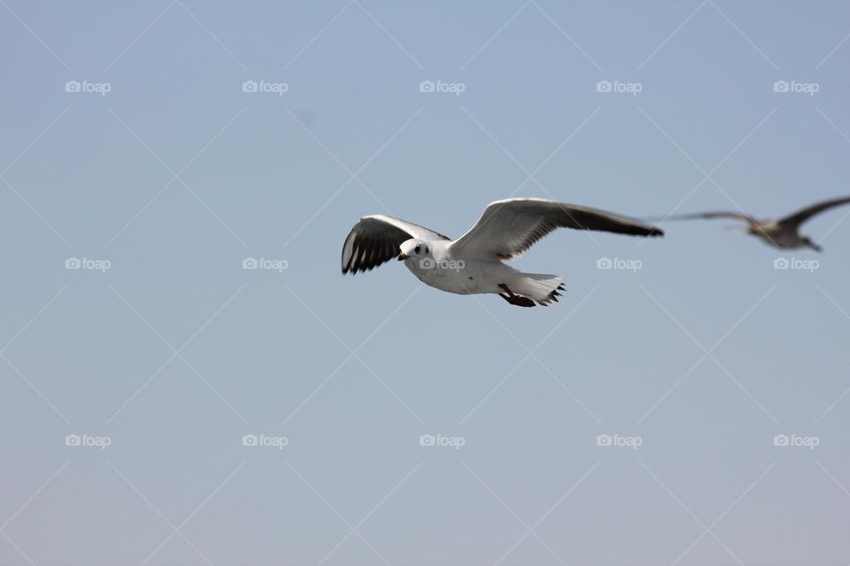 Flying seagull
