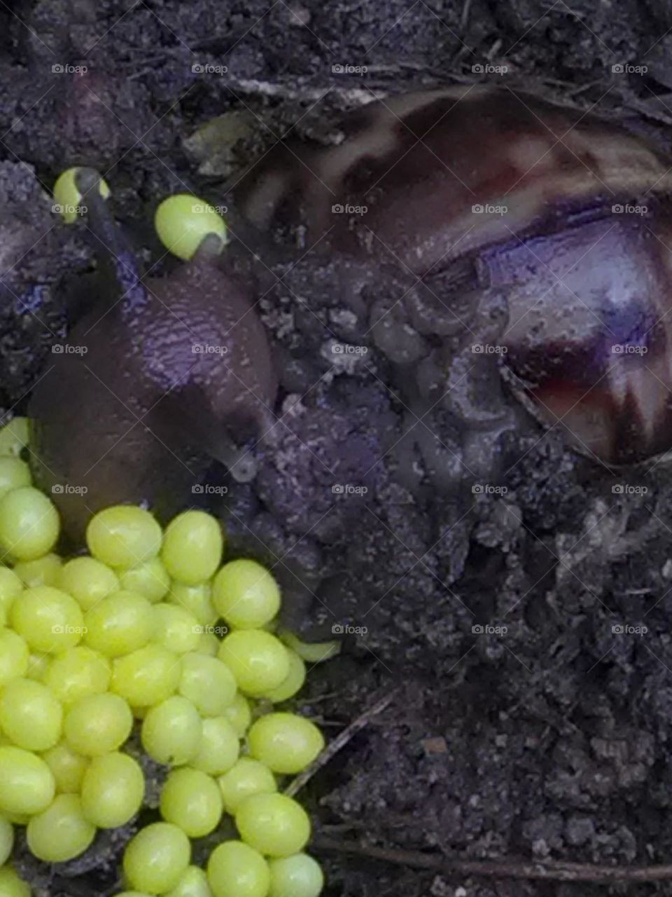 The snail found everywhere is donating life in the environment. These snail eggs are giving wonderful views.