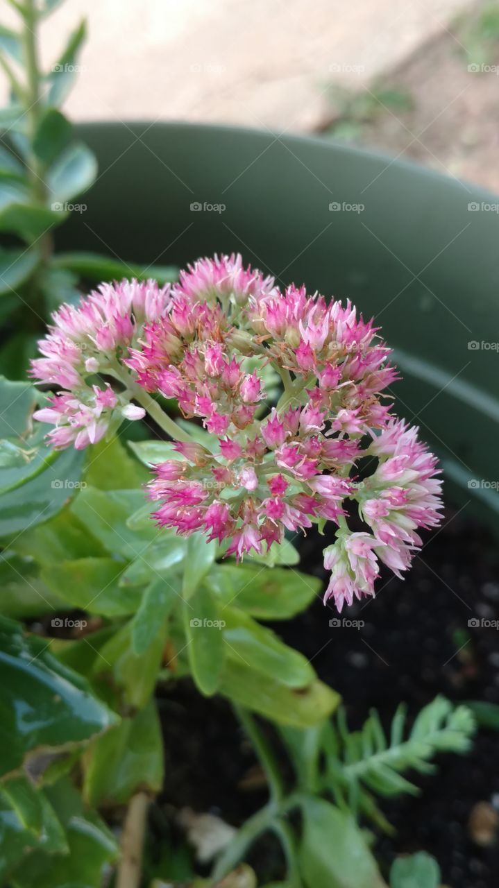 Nature, Flower, Flora, Garden, Leaf