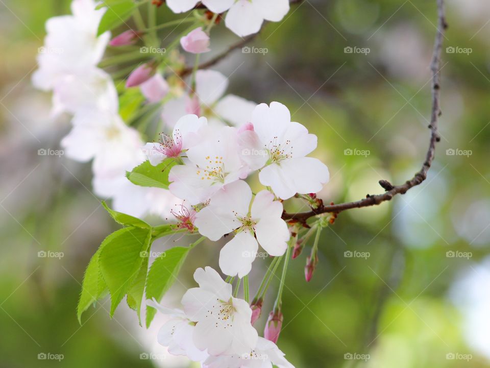 Close-up of a cherry blossom tree branch