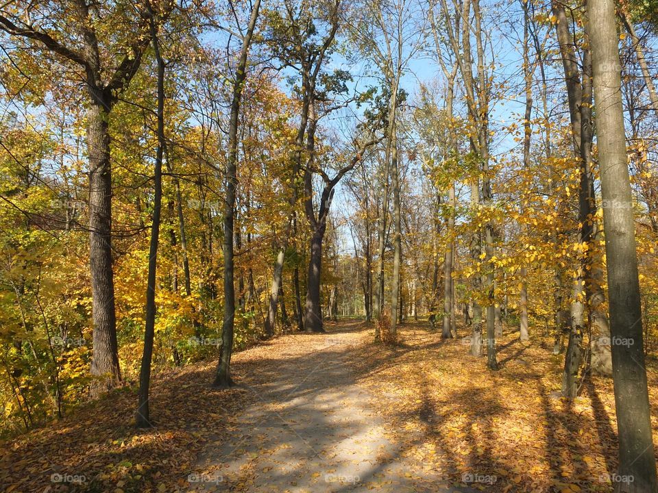 Fall Wins! (Bonus Exclusive Mission)