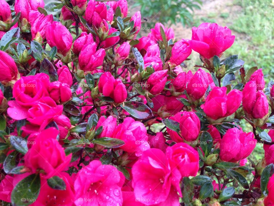 Azalea buds