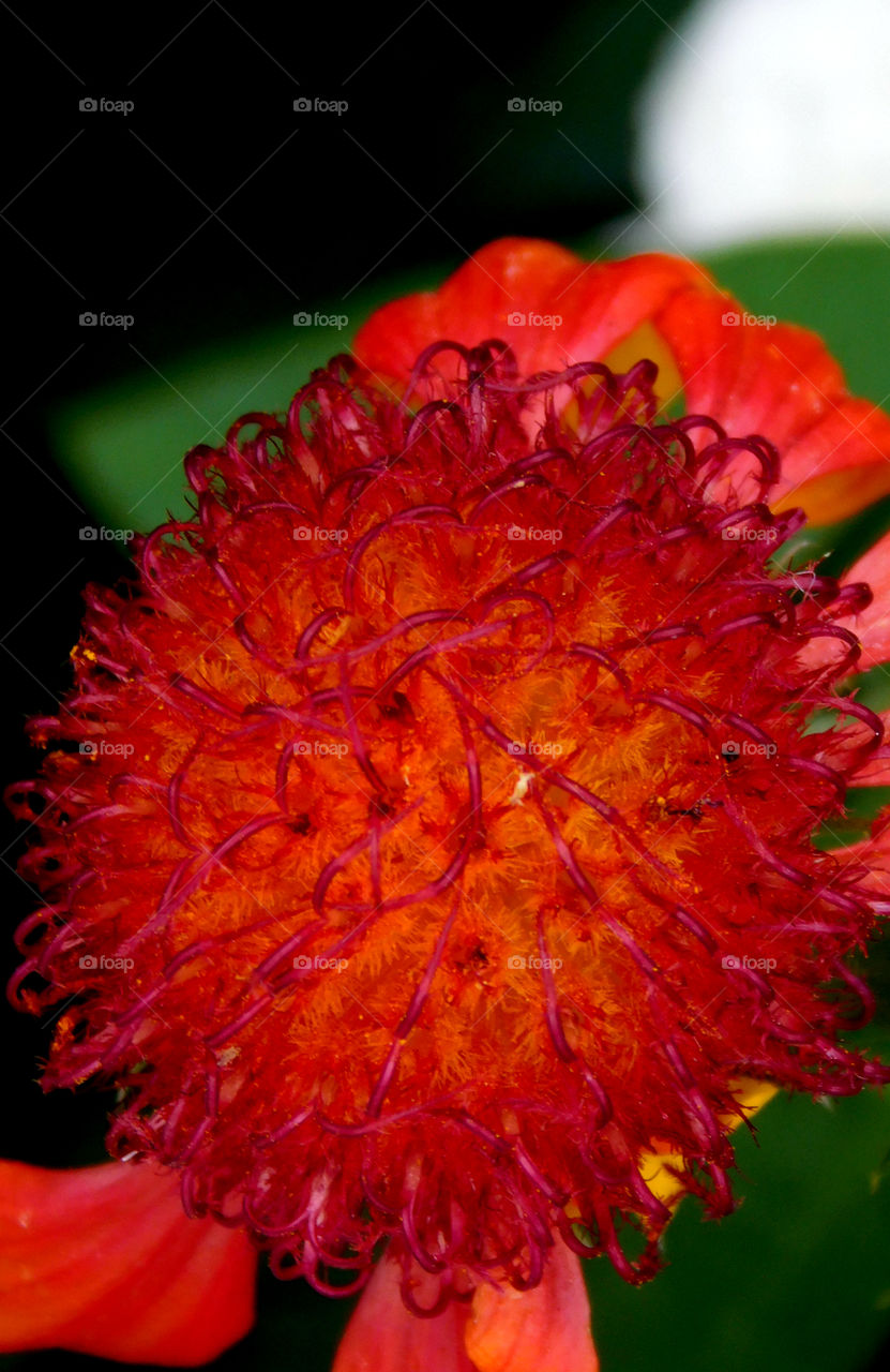 A macro photograph of a colorful red flower head!