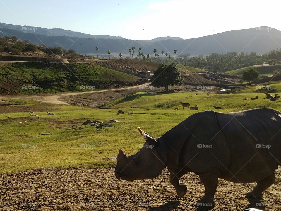 Rhino in Safari park
