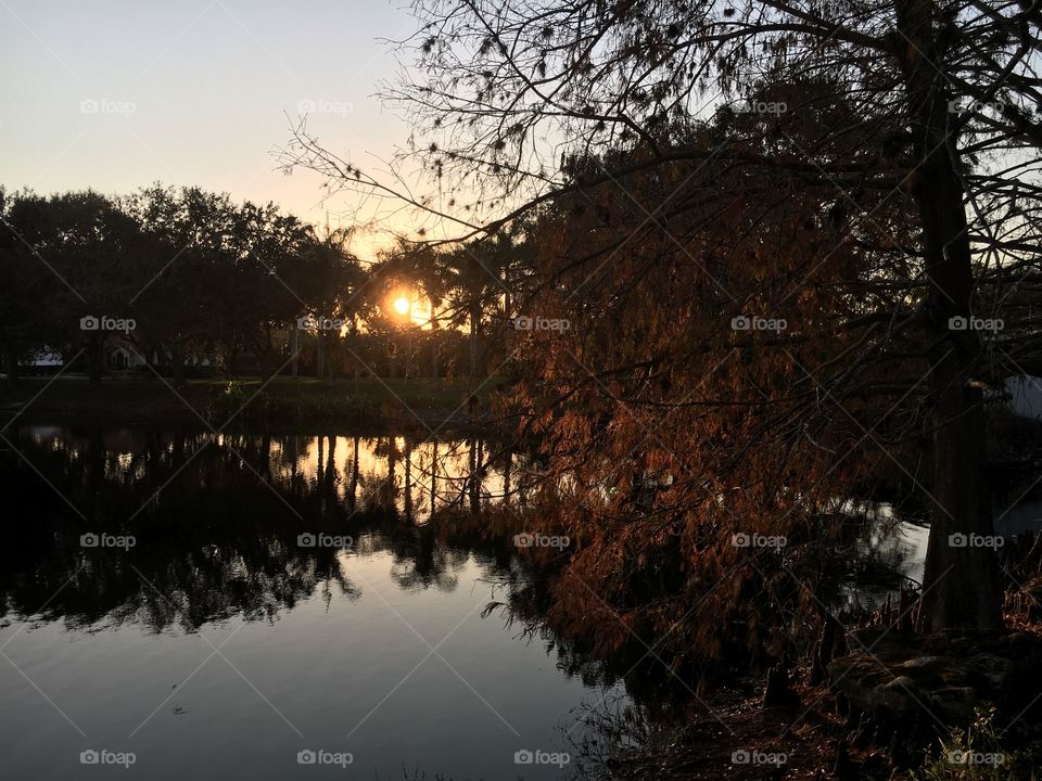 Trees reflected on river during sunset