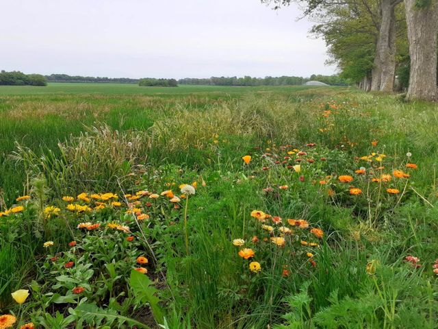 plants