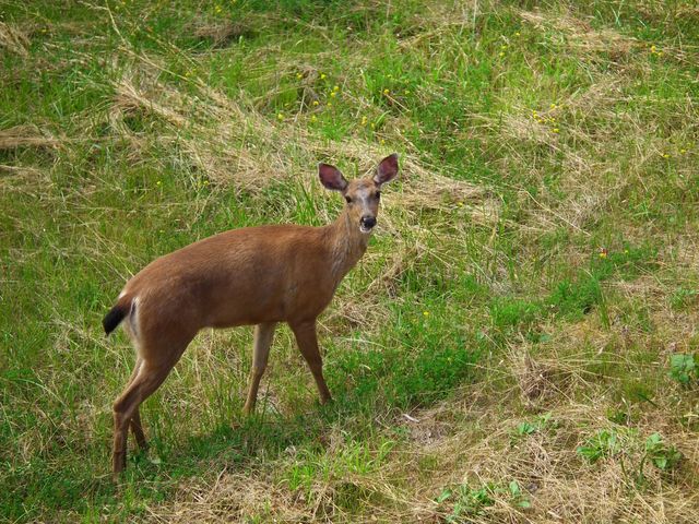 roe