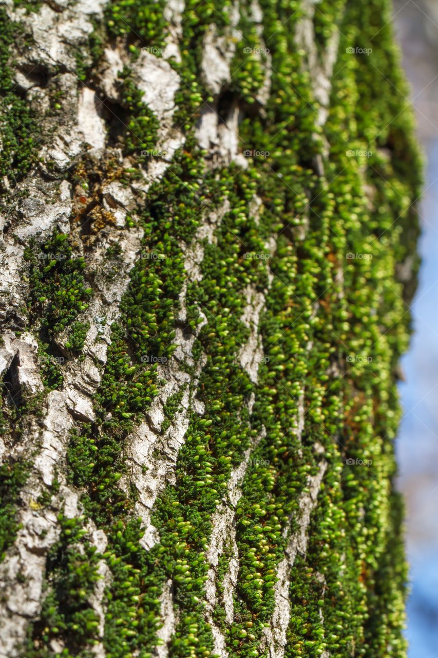 Moss on the bark of a tree macro