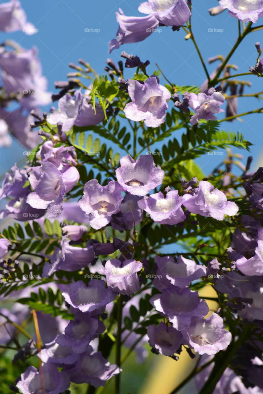 flowers