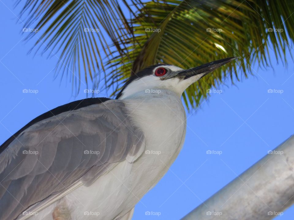 Low angle view of a heron