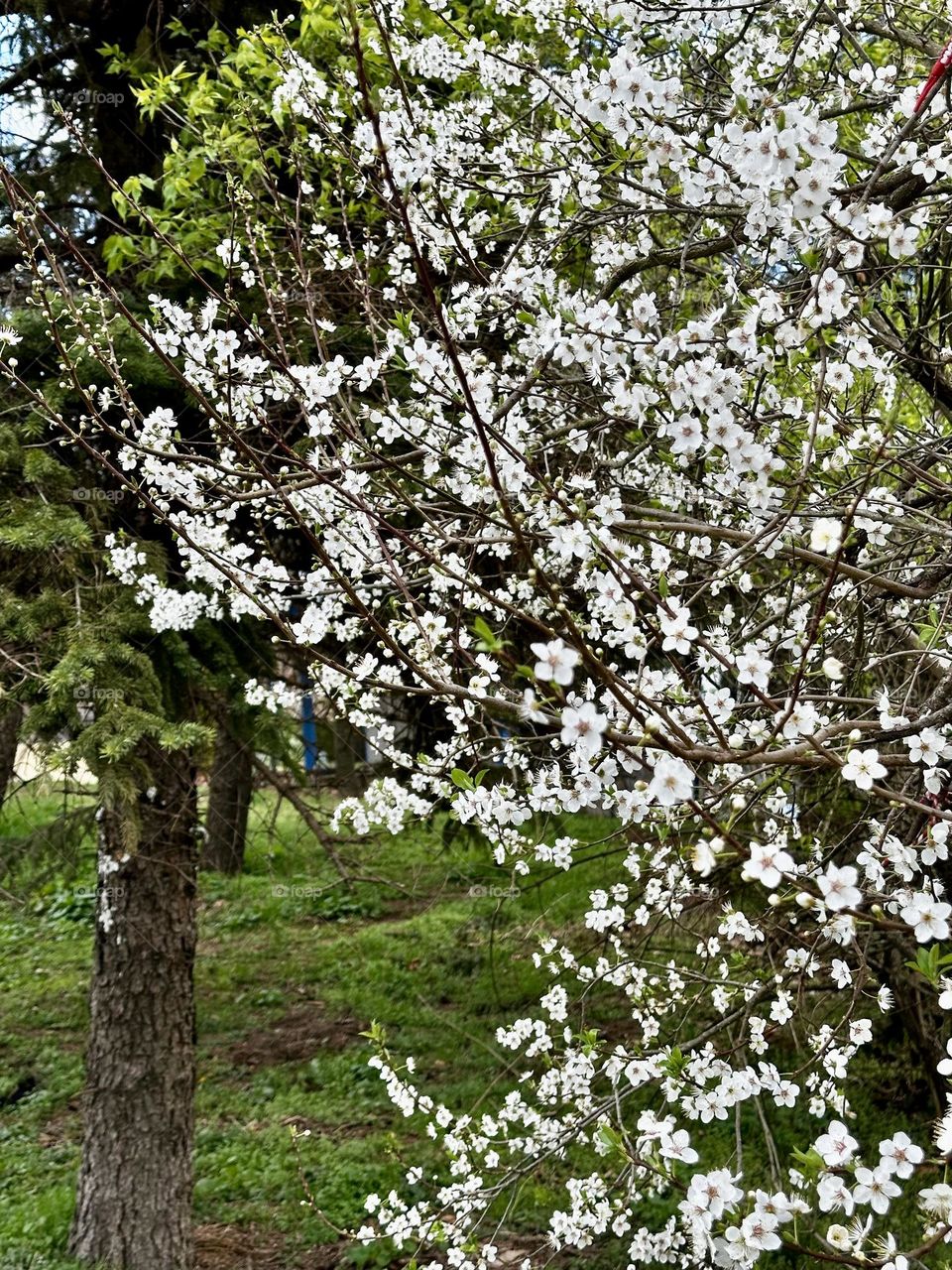 White flowers on a tree