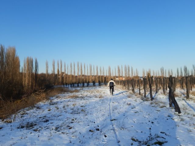 2000 trees