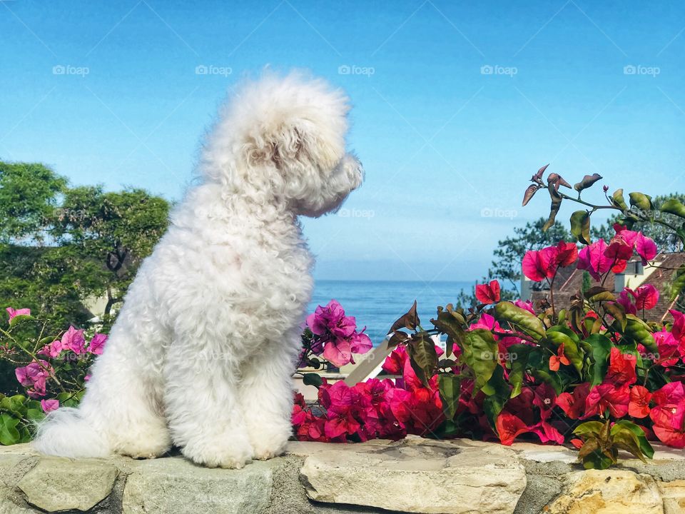 Beautiful vista of the Pacific Ocean from stone wall lined with flowers, a puppy is proudly perched upon the wall taking in the setting.