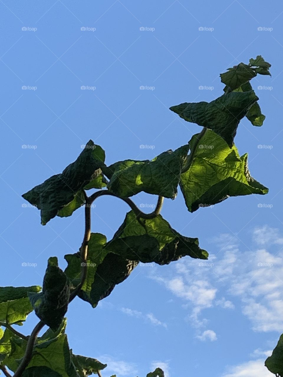 Leaves in the sky