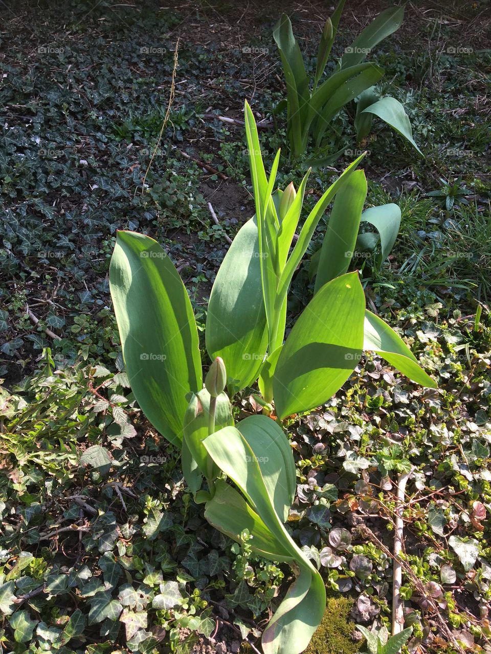 Spring tulips 