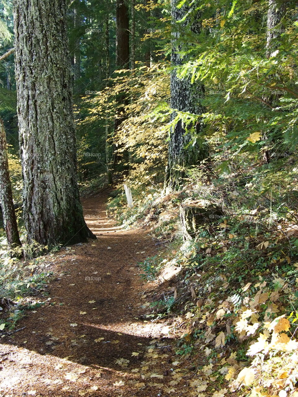 A peaceful path leads through the beautiful forests of Western Oregon on a warm and sunny fall day.