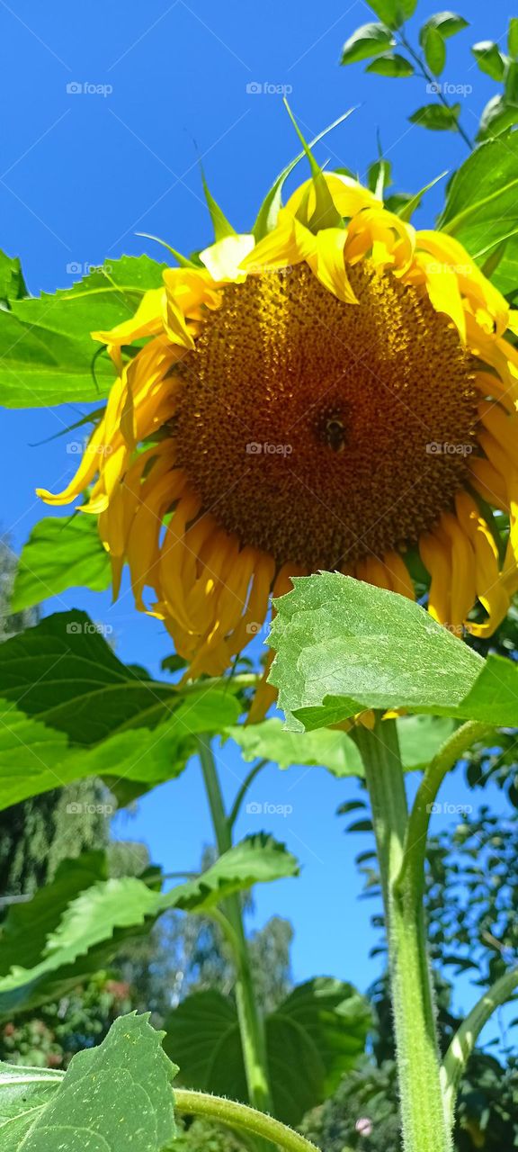 sunflower and bumblebee