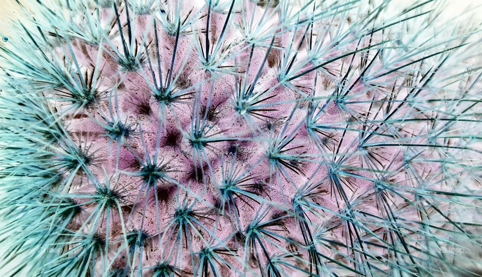 cactus negative