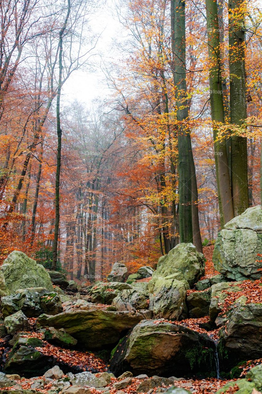 Hazy autumn morning in Belgium forest