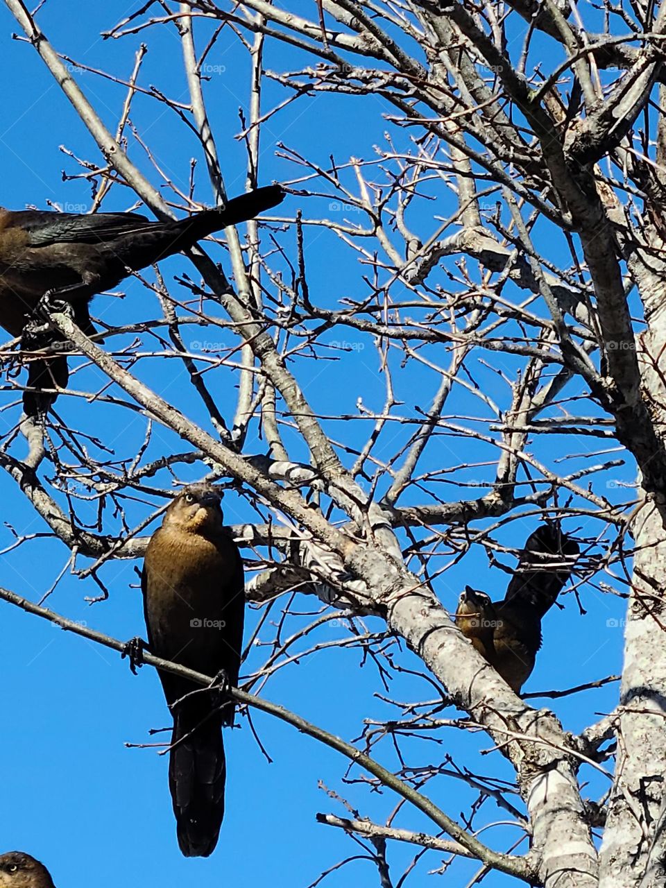 Gas station birds in a tree
