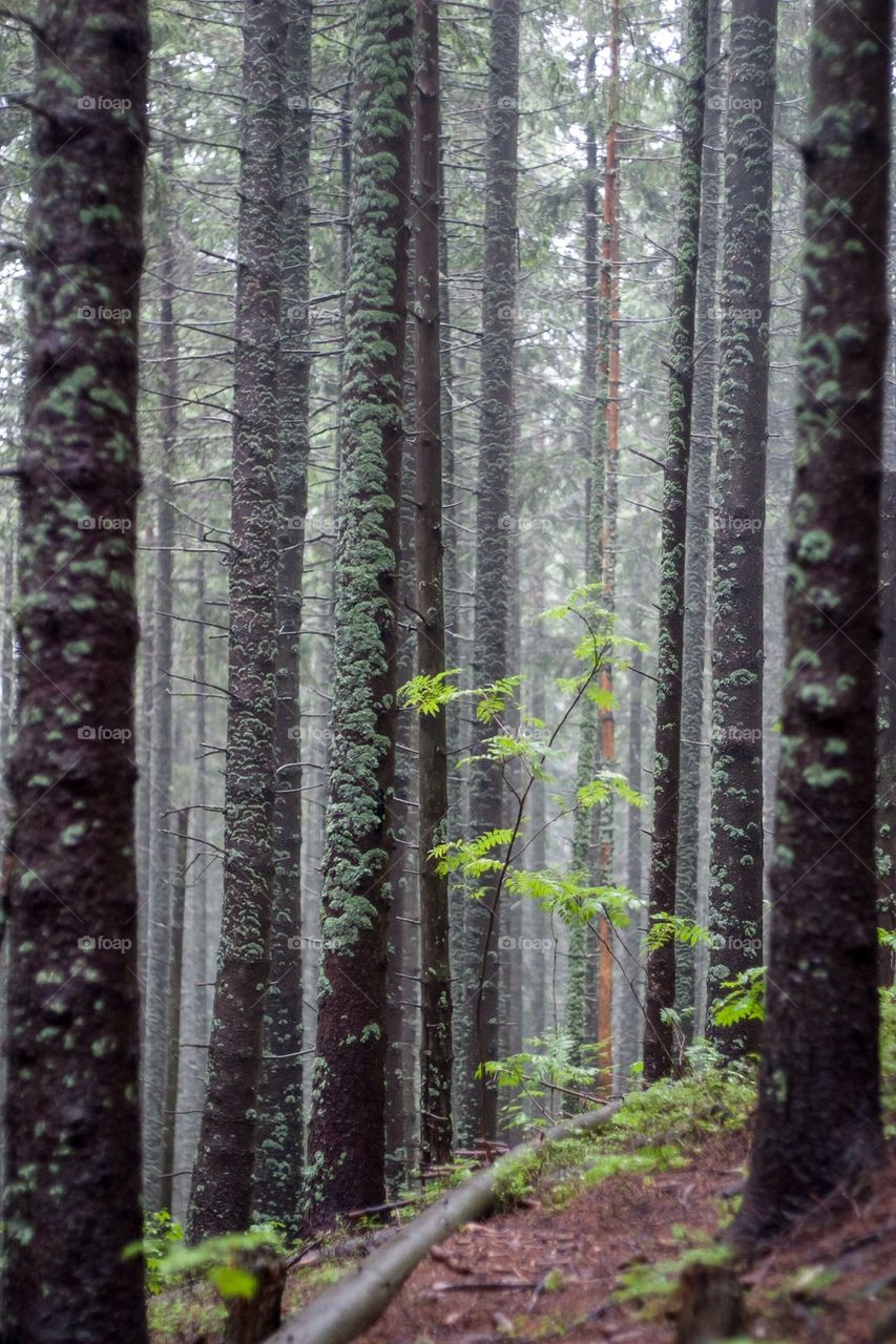 Thick dark forest