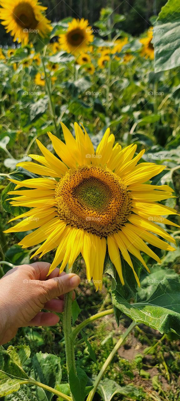 Sunflower