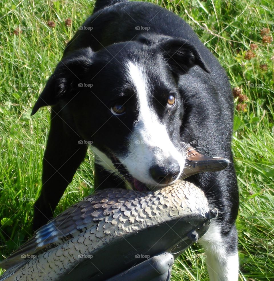 Border Collie. This is my toy duck
