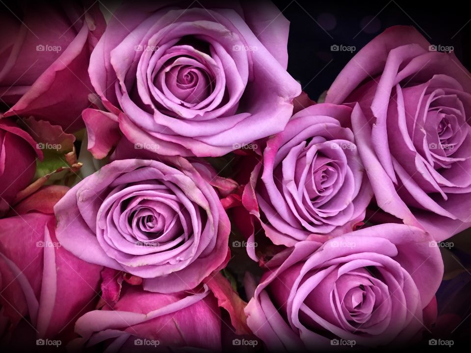 Lavender Roses
