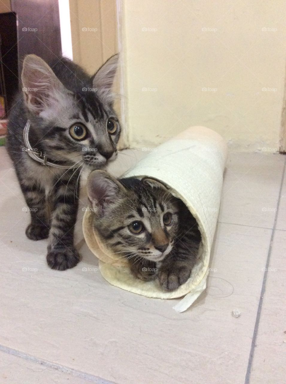 Mischievous kittens