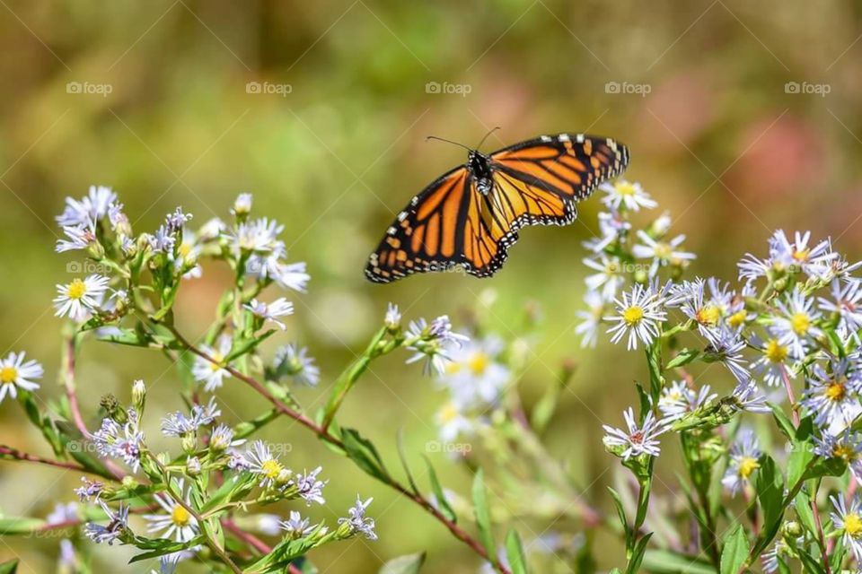 Monarch Butterfly Flying