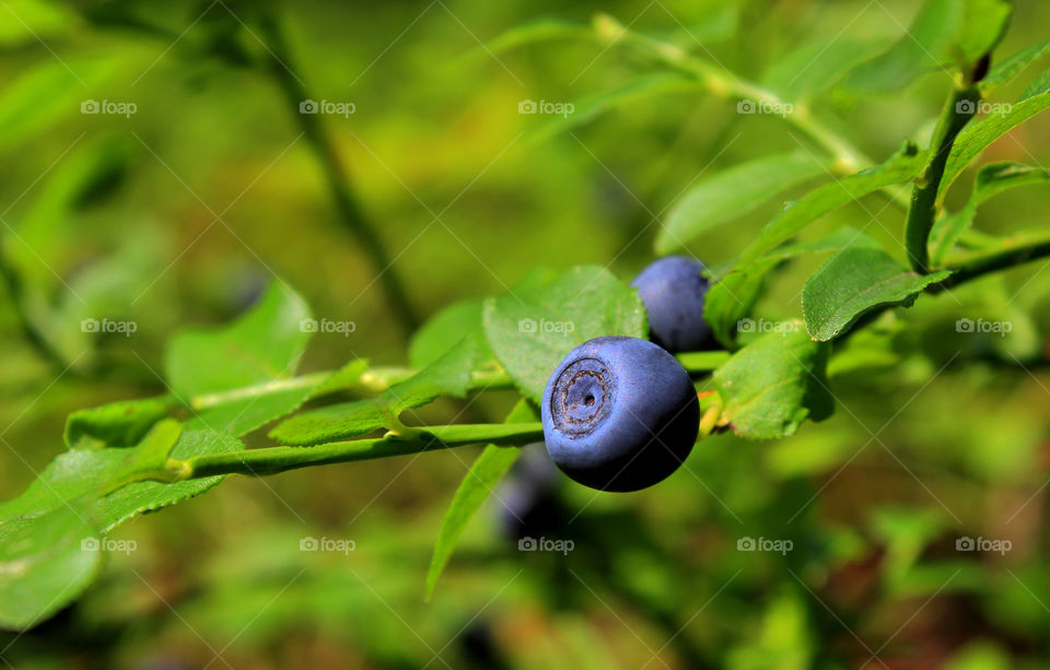 Blueberries